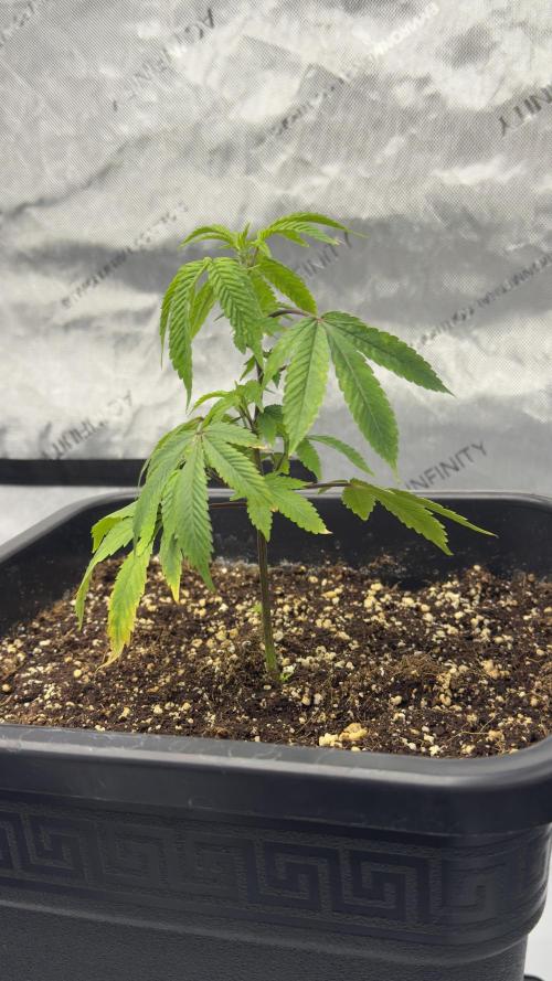 Zushi - Seed Junky Genetics (cuts). Week 1