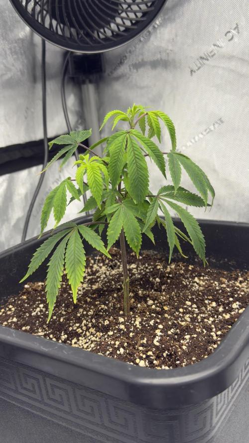 Zushi - Seed Junky Genetics (cuts). Week 1