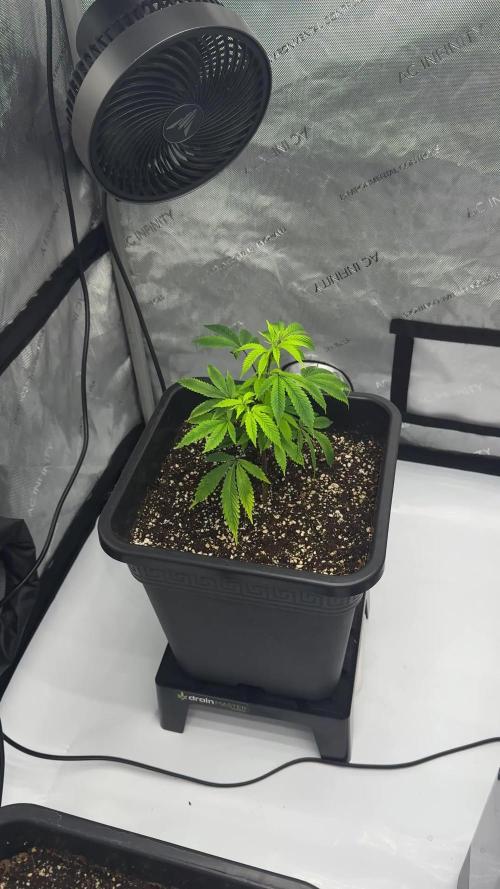 Zushi - Seed Junky Genetics (cuts)