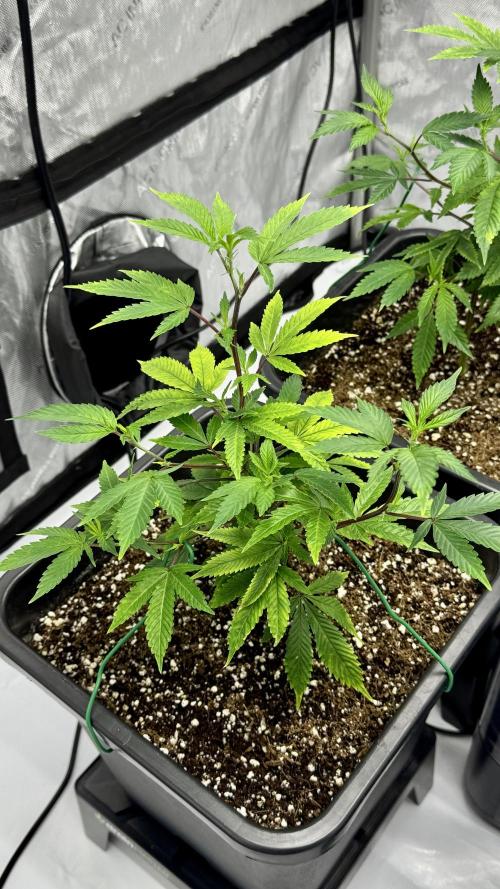 Zushi - Seed Junky Genetics (cuts). Week 2