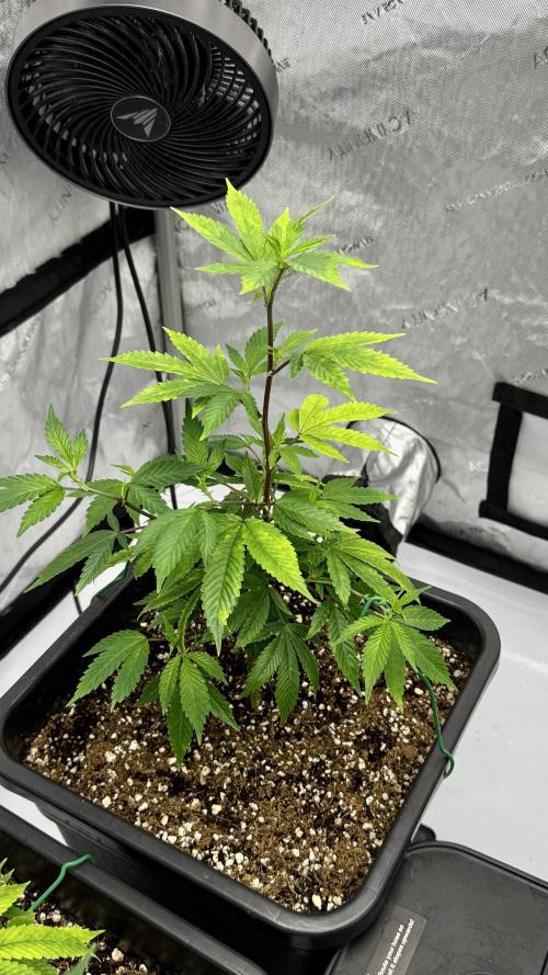 Zushi - Seed Junky Genetics (cuts). Week 2