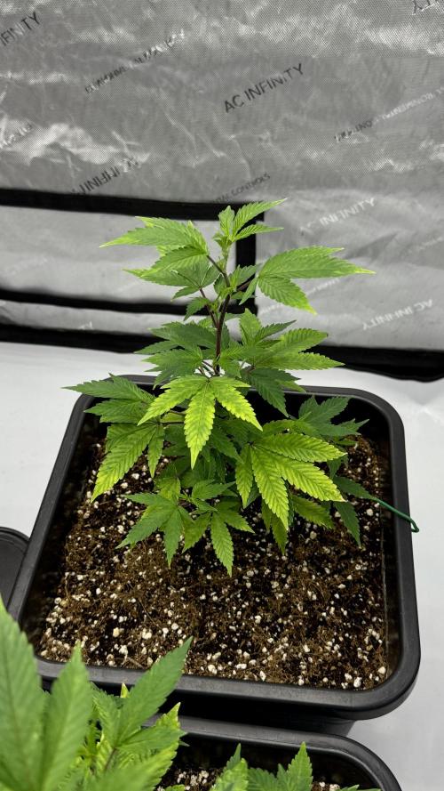 Zushi - Seed Junky Genetics (cuts). Week 2