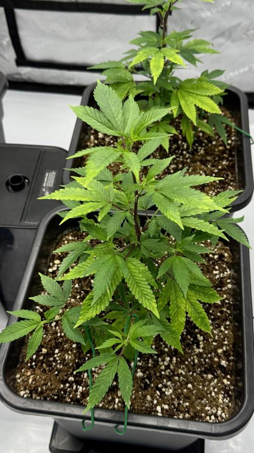 Zushi - Seed Junky Genetics (cuts). Week 2