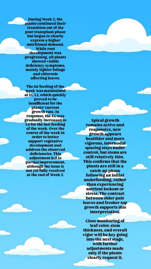 Zushi - Seed Junky Genetics (cuts). Week 2