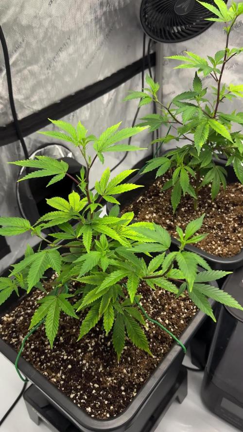 Zushi - Seed Junky Genetics (cuts)