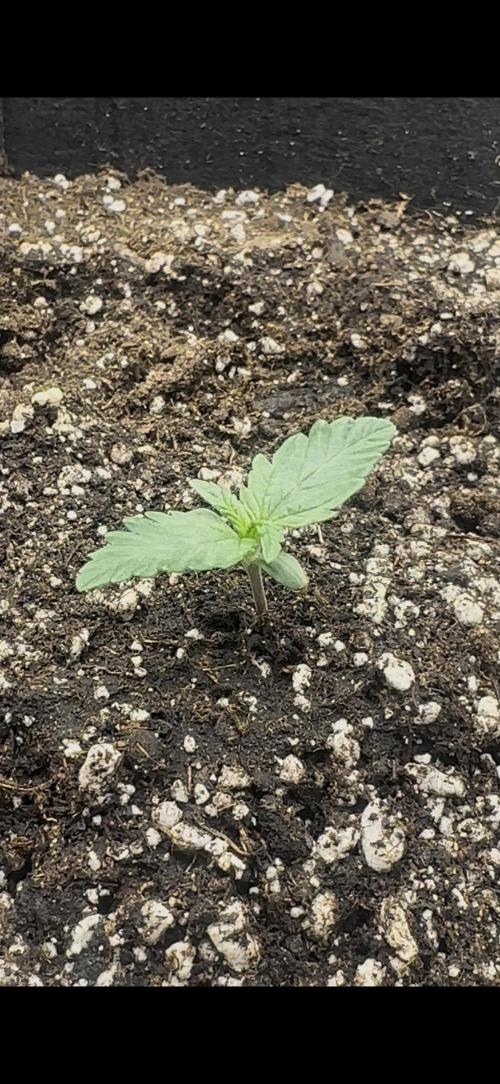 Trichome & Creame. Week 1