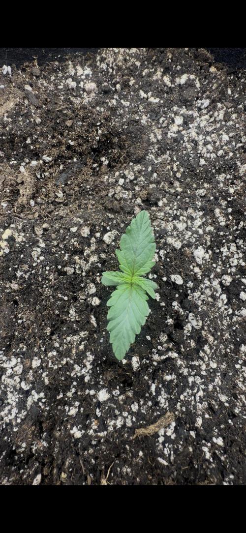 Trichome & Creame. Week 1