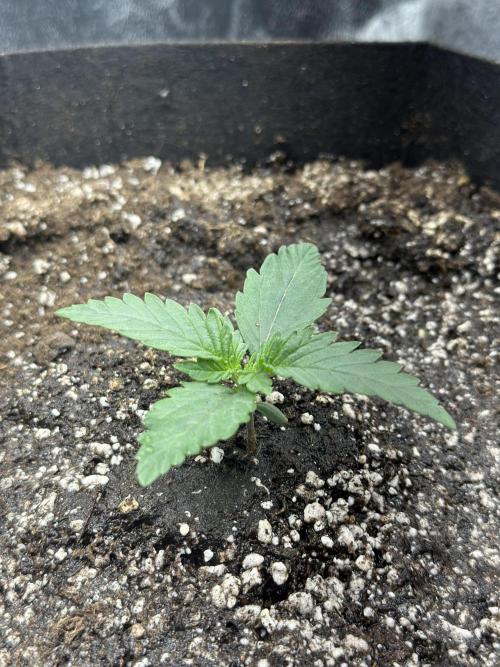 Trichome & Creame. Week 1 - End of week 1