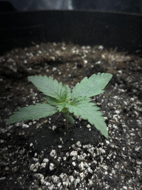 Trichome & Creame. Week 1 - End of week 1