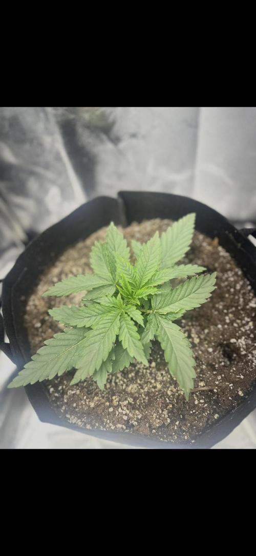 Trichome & Creame. Week 2