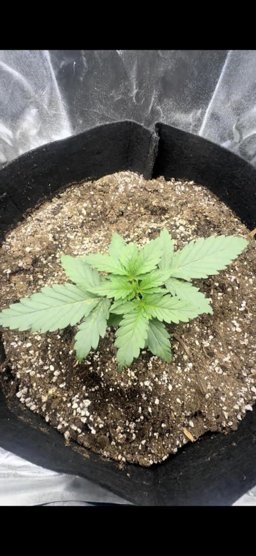 Trichome & Creame. Week 2