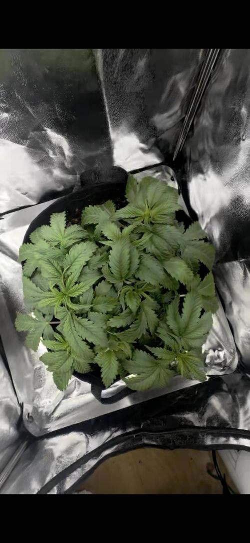 Trichome & Creame. Week 3