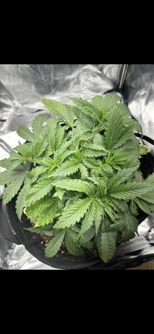 Trichome & Creame. Week 3