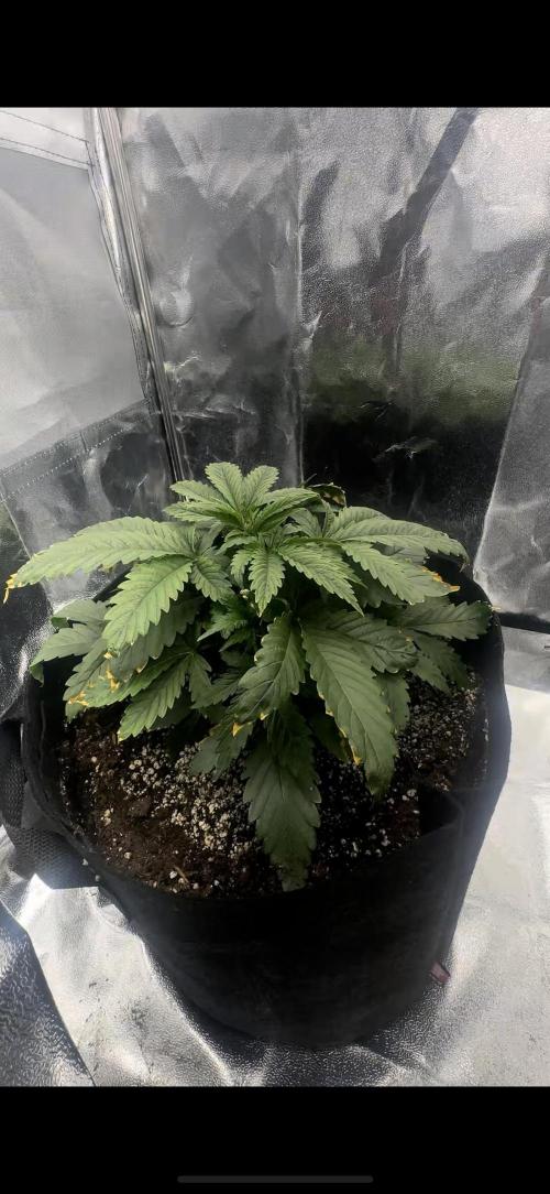 Trichome & Creame. Week 3