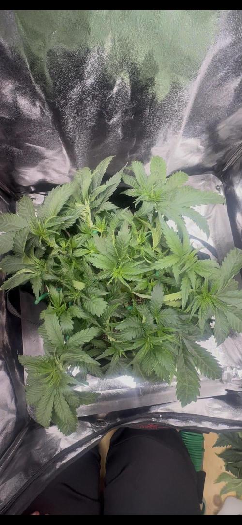 Trichome & Creame. Week 4