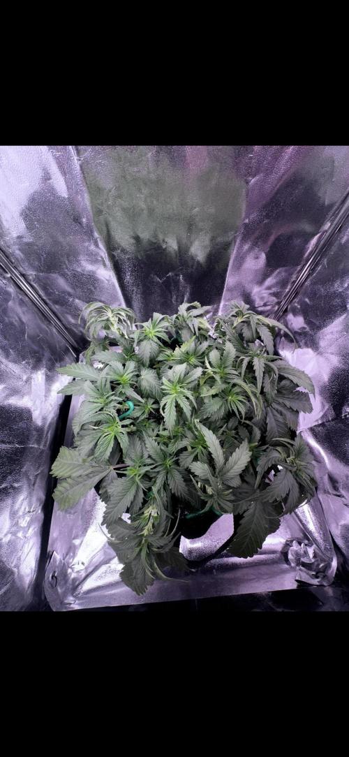 Trichome & Creame. Week 4