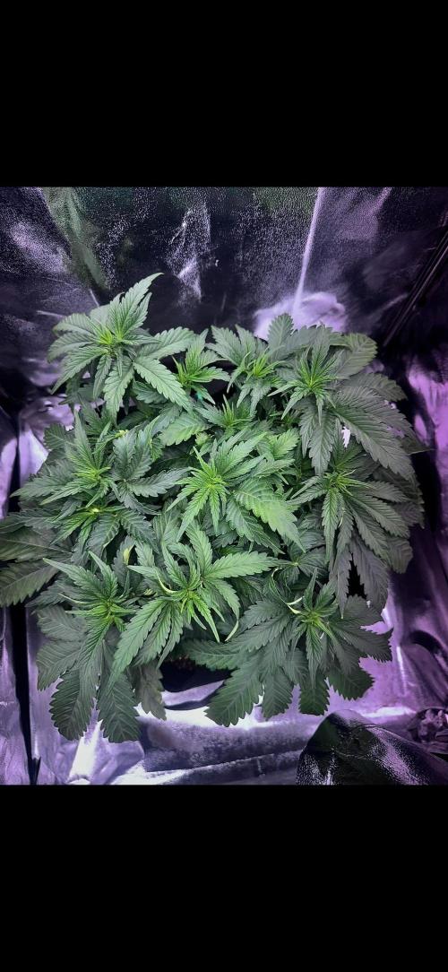 Trichome & Creame. Week 4