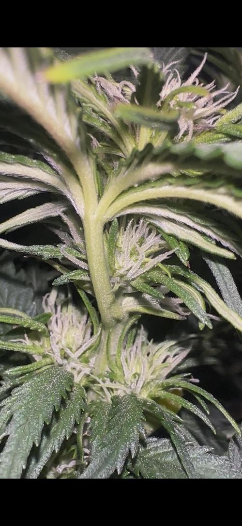 Trichome & Creame. Week 5