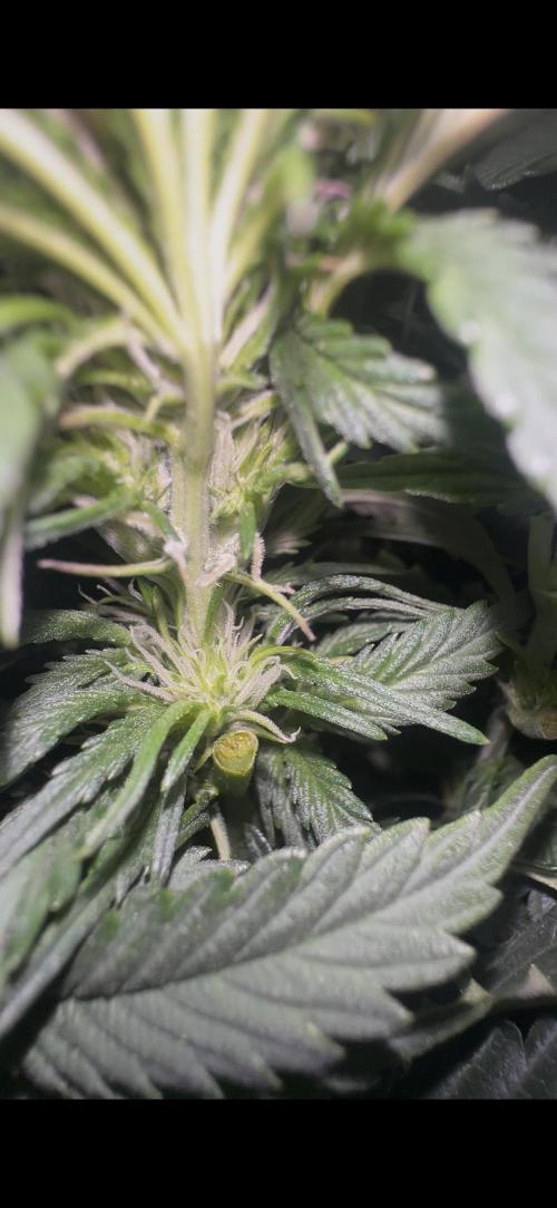 Trichome & Creame. Week 5