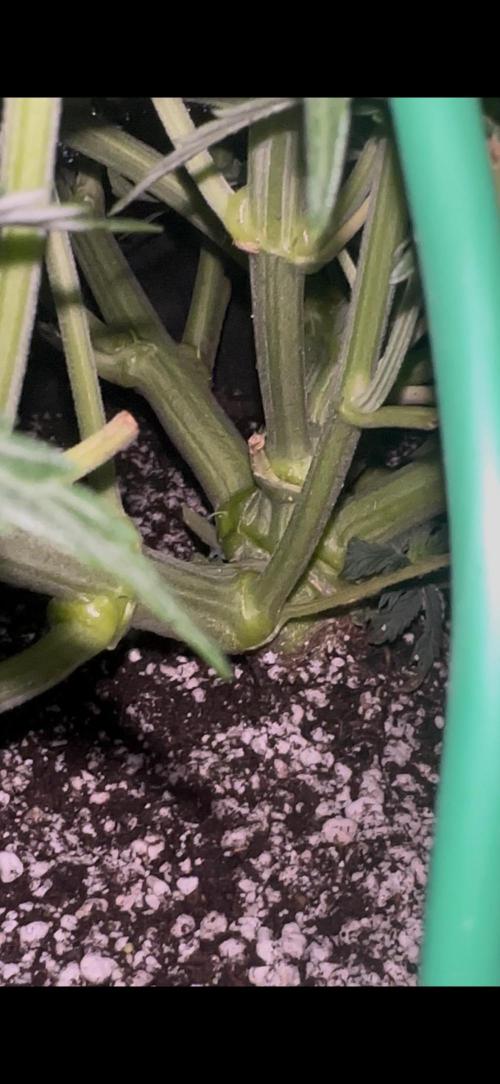 Trichome & Creame. Week 5