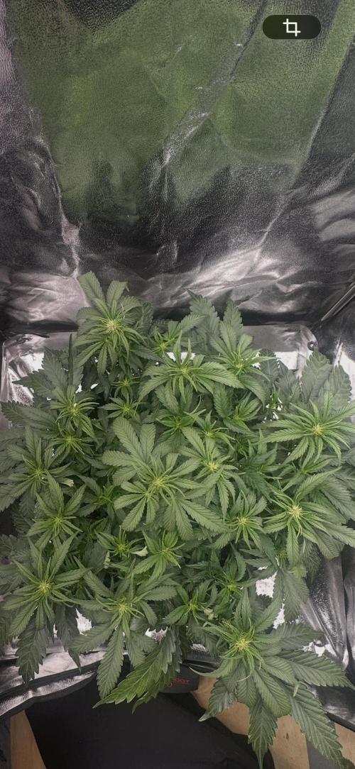 Trichome & Creame. Week 5