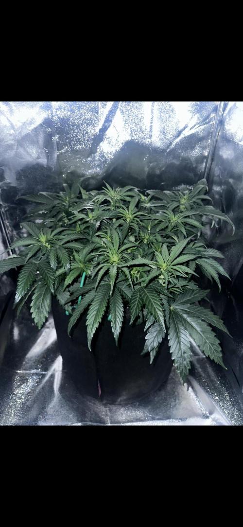 Trichome & Creame. Week 5