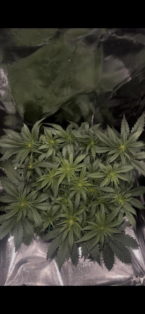 Trichome & Creame. Week 5