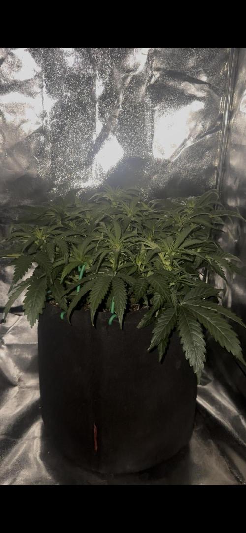 Trichome & Creame. Week 5