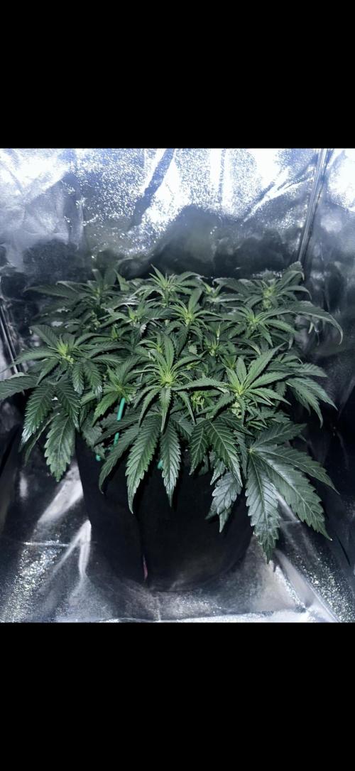 Trichome & Creame. Week 5