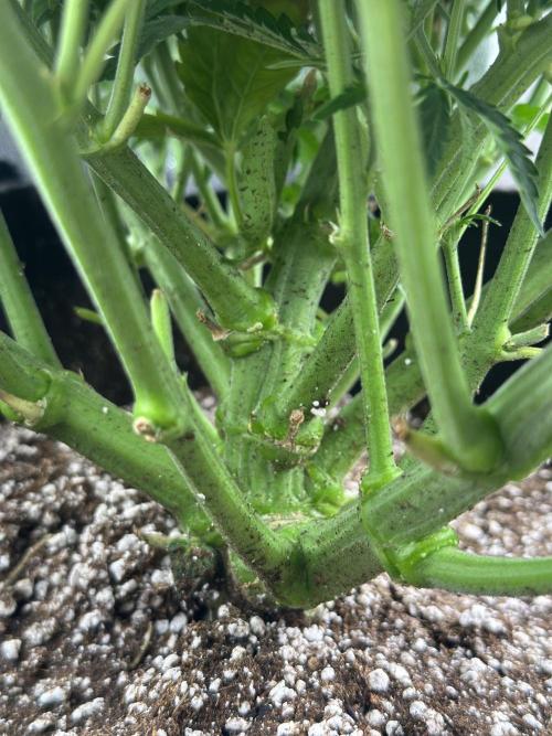 Trichome & Creame. Week 6