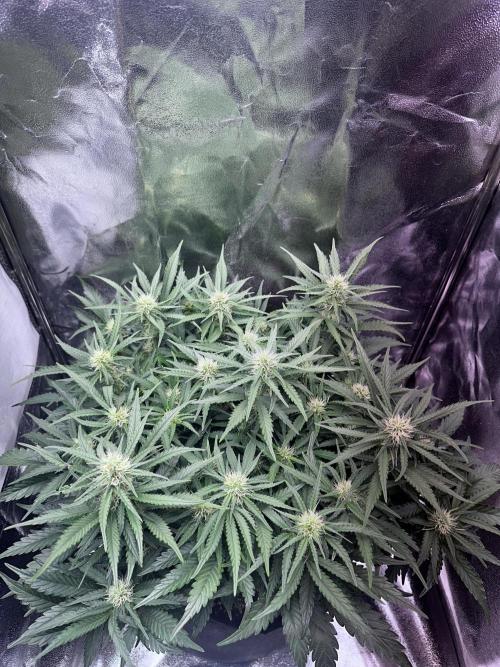 Trichome & Creame. Week 6