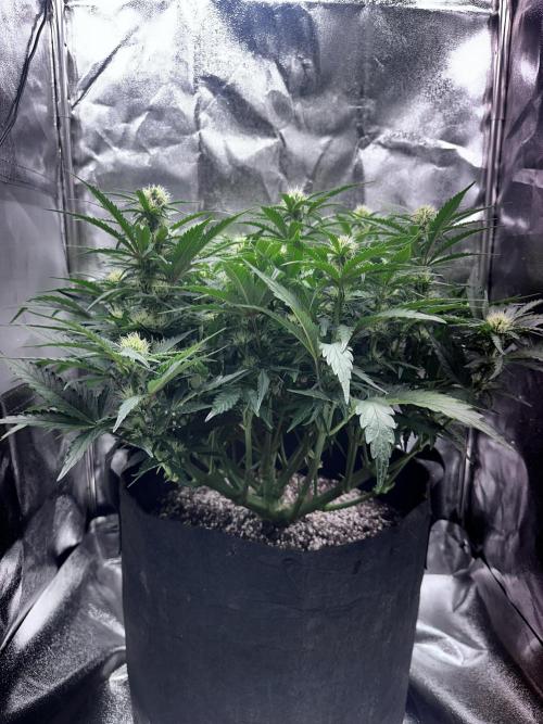 Trichome & Creame. Week 6
