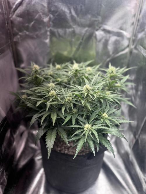 Trichome & Creame. Week 6