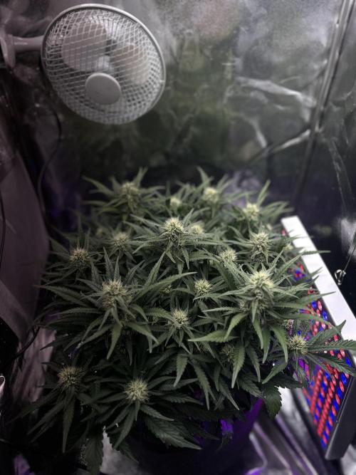 Trichome & Creame. Week 7