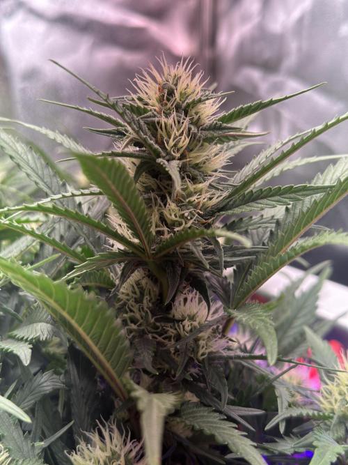 Trichome & Creame. Week 7