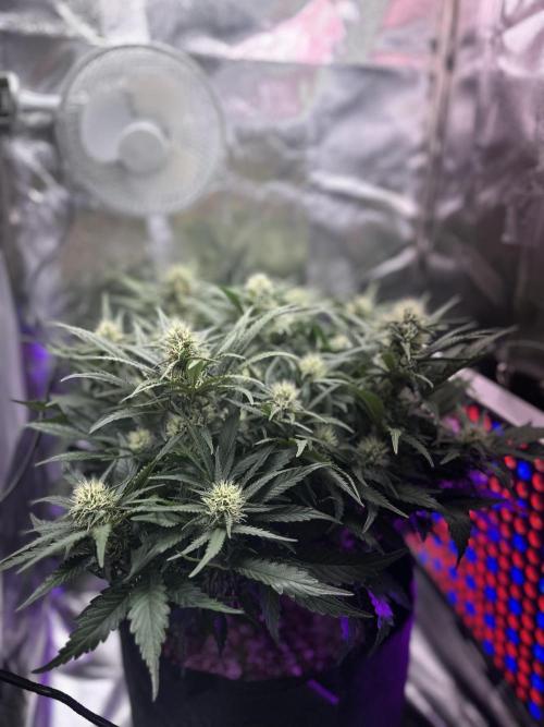 Trichome & Creame. Week 7