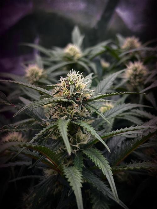 Trichome & Creame. Week 7