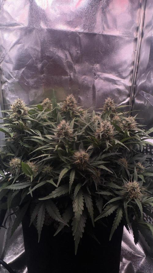 Trichome & Creame. Week 8