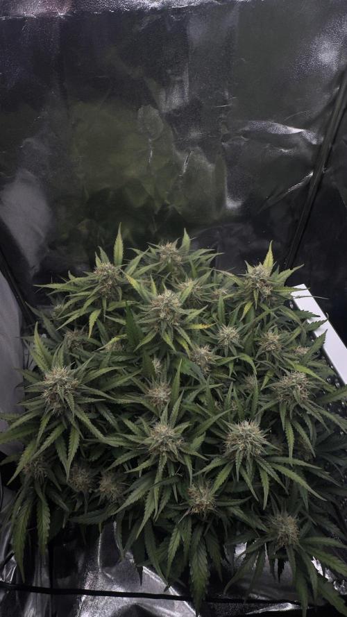 Trichome & Creame. Week 8