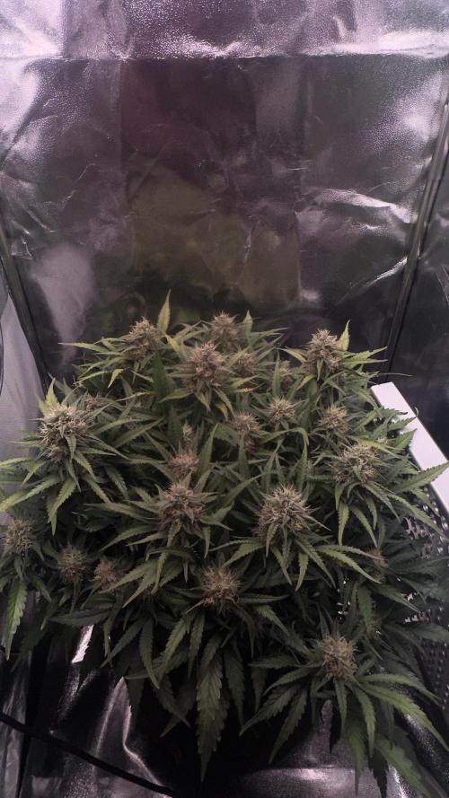 Trichome & Creame. Week 8