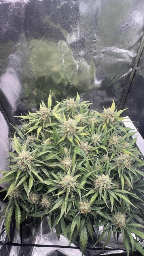 Trichome & Creame. Week 8