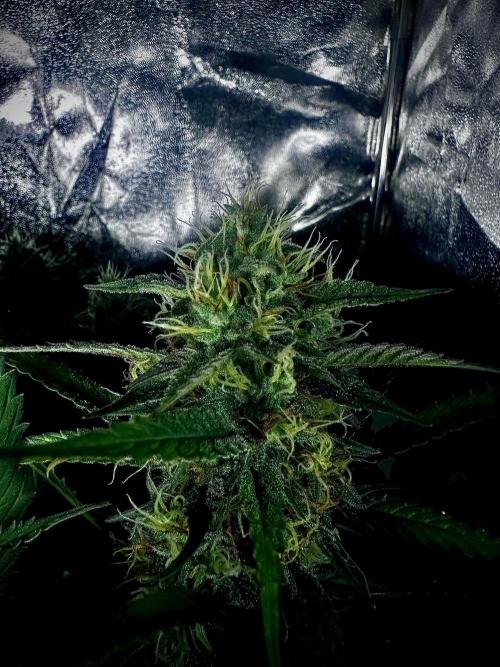 Trichome & Creame. Week 8