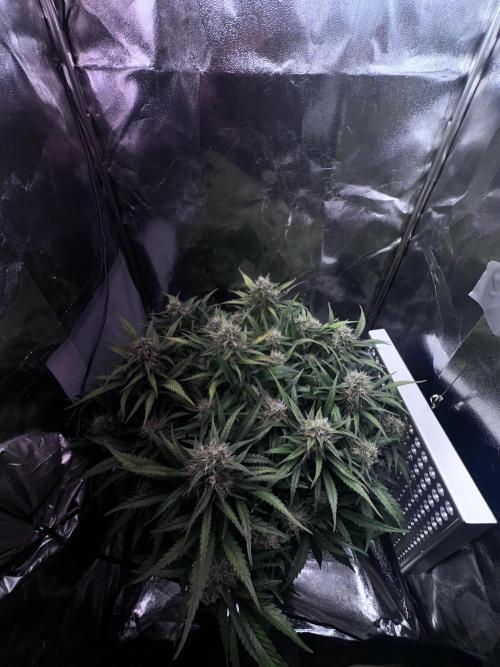 Trichome & Creame. Week 8