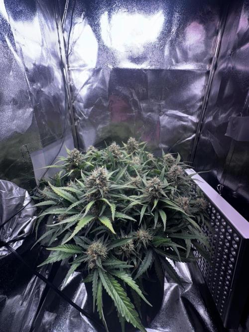 Trichome & Creame. Week 8