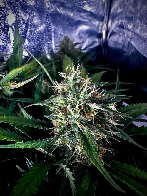 Trichome & Creame. Week 8