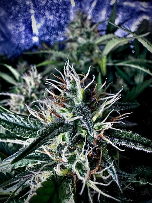 Trichome & Creame. Week 8