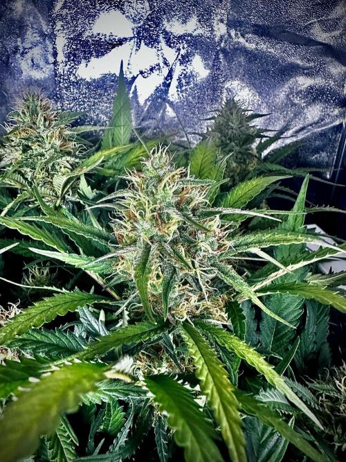 Trichome & Creame. Week 8