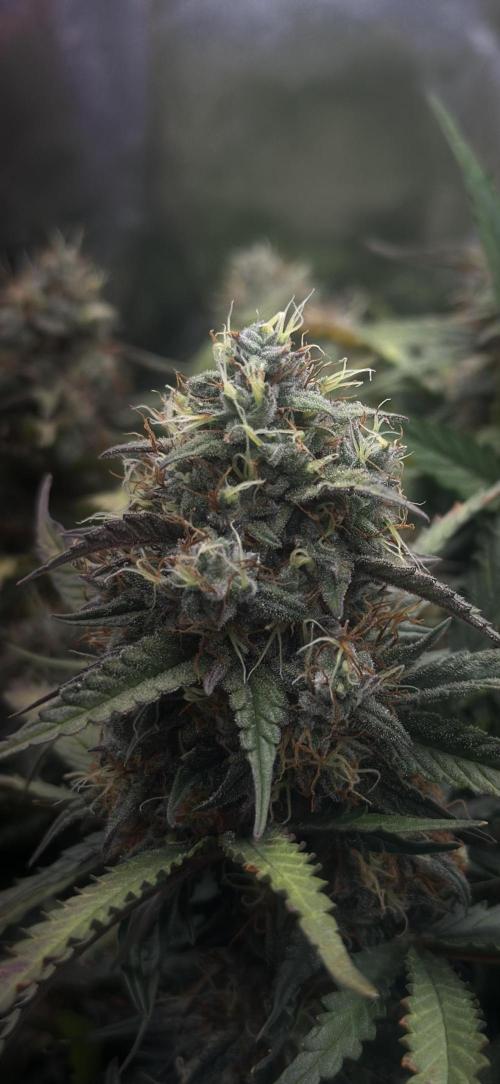 Trichome & Creame. Week 9