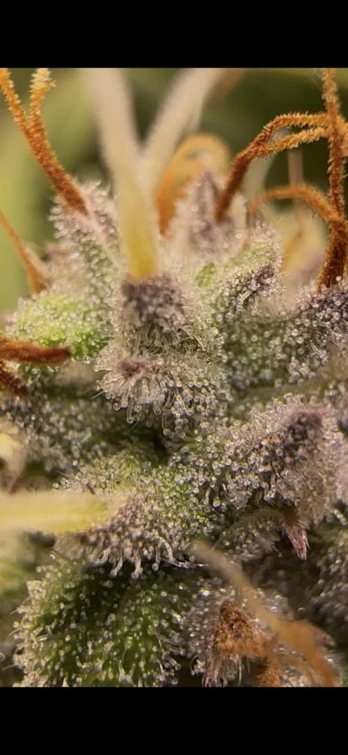 Trichome & Creame. Week 9