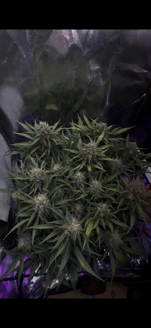 Trichome & Creame. Week 9